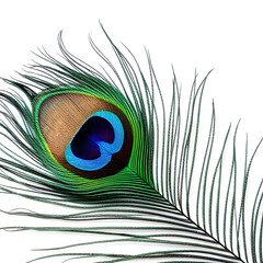 Naklejka premium peacock feather close up