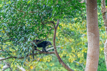 Binturong (Bear Cat) It belongs to the civet family. It has a large head, gray fur on the face, small round ears, a long body, and rough, black fur.