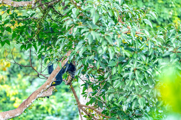 Binturong (Bear Cat) It belongs to the civet family. It has a large head, gray fur on the face, small round ears, a long body, and rough, black fur.