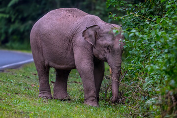 Fototapeta premium Elephants are large mammals and are the largest land animals. Wild elephants eat plants. They are big, have a small head, big legs, and have a trunk that reaches to the ground. That trunk is the nose.