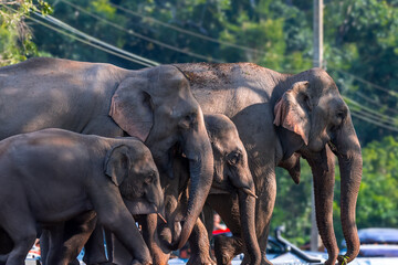 Obraz premium Elephants are large mammals and are the largest land animals. Wild elephants eat plants. They are big, have a small head, big legs, and have a trunk that reaches to the ground. That trunk is the nose.