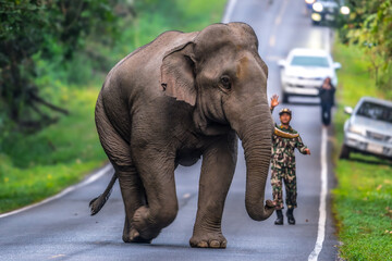 Obraz premium Elephants are large mammals and are the largest land animals. Wild elephants eat plants. They are big, have a small head, big legs, and have a trunk that reaches to the ground. That trunk is the nose.