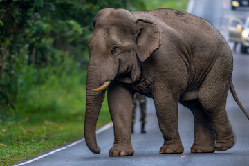Obraz premium Elephants are large mammals and are the largest land animals. Wild elephants eat plants. They are big, have a small head, big legs, and have a trunk that reaches to the ground. That trunk is the nose.