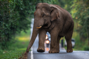 Obraz premium Elephants are large mammals and are the largest land animals. Wild elephants eat plants. They are big, have a small head, big legs, and have a trunk that reaches to the ground. That trunk is the nose.