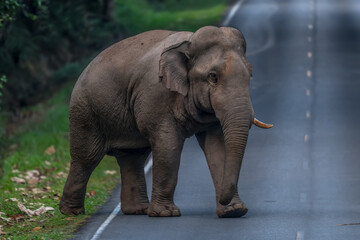 Fototapeta premium Elephants are large mammals and are the largest land animals. Wild elephants eat plants. They are big, have a small head, big legs, and have a trunk that reaches to the ground. That trunk is the nose.