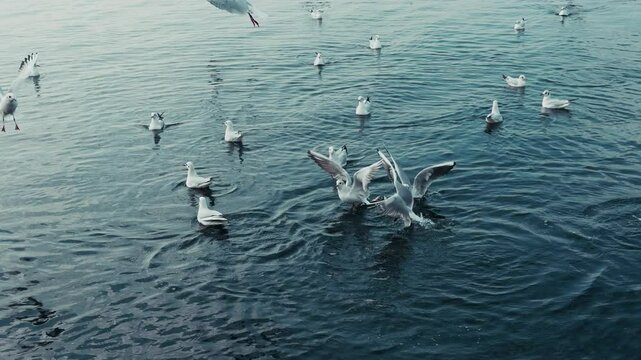 The Animal Bird Seagulls Flying Near the Sea