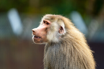 マントヒヒの写真