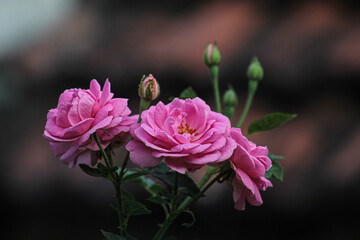 Close Up of Paneer Rose Flower