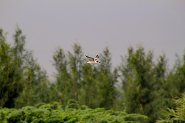 Bird in the Field