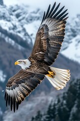 Fototapeta premium A majestic eagle soaring in a mountainous landscape.