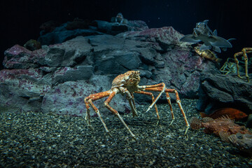 Alaskan King Crab in sea life  aquarium