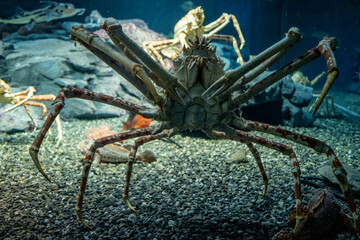 Alaskan King Crab in sea life  aquarium