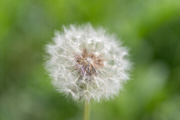 風に揺れるフワフワなタンポポの綿毛