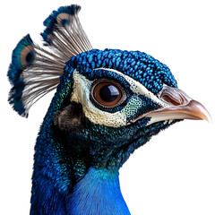 portrait of a peacock