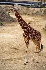 アミメキリンの写真