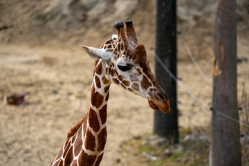 Obraz premium アミメキリンの写真