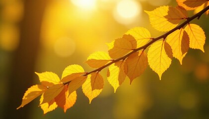 Fototapeta premium Warm sunbeams filter through yellow leaf clusters on a branch, yellow hues, warm tones