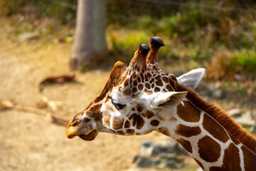 Obraz premium アミメキリンの写真