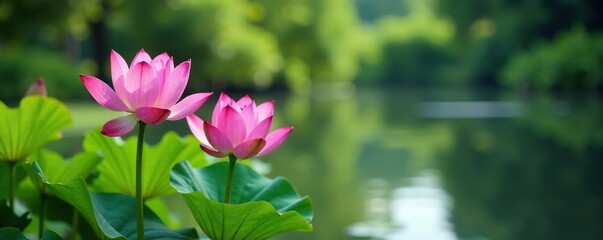Pink lotus flowers swaying gently in a warm breeze beside calm pond waters, plant, garden