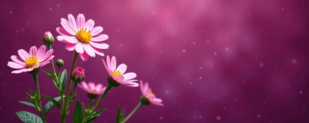 Naklejka premium Soft pink chamomile blooms against a rich plum background, botanical, foliage