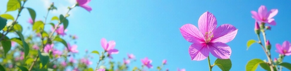 Fototapeta premium Blooming violet allamanda under clear blue sky with empty space, botanical, greenery, blooming