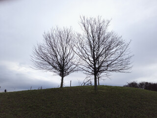 Two naked trees on a small hill