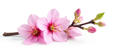 Pink flower branch isolated against white background, nature, floral
