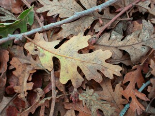 Dry leaves on the ground