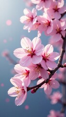 Fototapeta premium Cherry blossom branches delicate petals gentle sway breeze, delicate, gentle, petals
