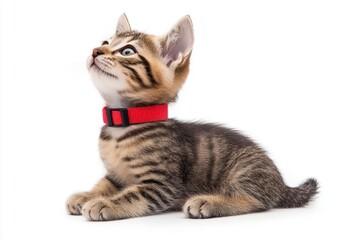 Obraz premium Adorable Tabby Kitten with Red Collar Looking Up