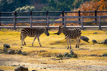 Fototapeta premium シマウマの写真