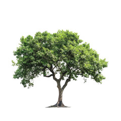 Obraz premium tree isolated on white background