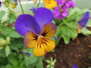 二色パンジー