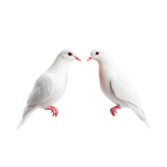 two doves isolated on white
