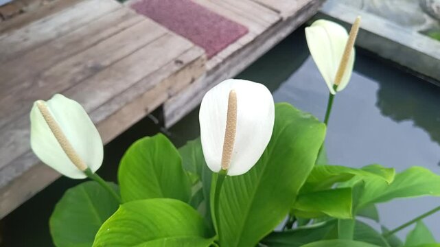 The beauty of ornamental plants Bangkok phylum shoes, Spathiphyllum Floribundum, Peace Lily, Spathe Flower, White Sails, Snow flower which grow abundantly in the garden yard