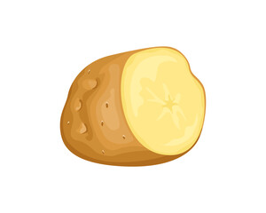 Raw potato cut in half isolated on white background. Vector cartoon illustration of fresh root vegetable. 
