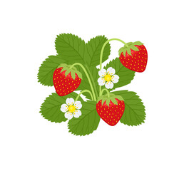 Strawberry plant with green leaves and flowers.  Background with sweet red berry. Vector cartoon flat illustration.