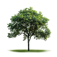 tree isolated on white background