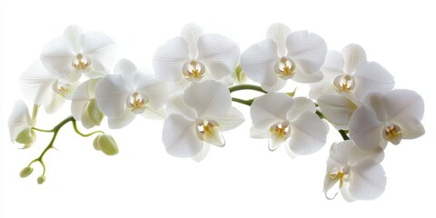 Fototapeta na wymiar White orchid flower arrangement showcasing a florist s creativity. This beautiful white orchid flower highlights the artistry and skill involved in floral design. Perfect for lovers of white orchid
