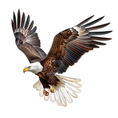 Fototapeta premium american bald eagle in flight