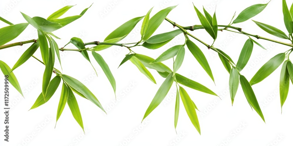 Aufkleber Isolated bamboo leaves set against a white background, showcasing the delicate structure and vibrant color of bamboo leaves. This image of bamboo leaves includes a clipping path for easy use.