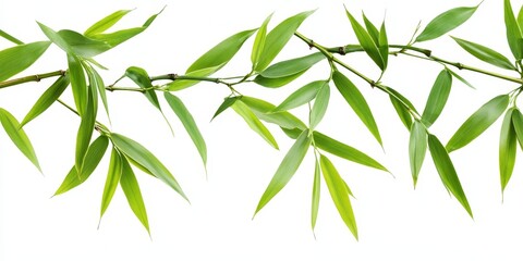 Fototapeta premium Isolated bamboo leaves set against a white background, showcasing the delicate structure and vibrant color of bamboo leaves. This image of bamboo leaves includes a clipping path for easy use.