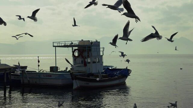 The Animal Bird Seagulls Flying Near the Sea