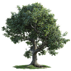 Obraz premium tree isolated on white
