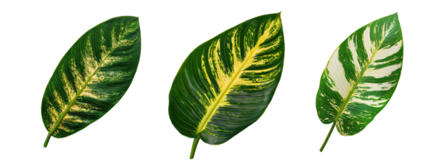 Canna Indica Leaves with Varied Patterns and Colors Isolated on White Background for Nature and Botany Concepts in Design and Decoration