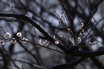 寒さに耐え気品よく咲く