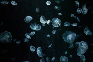 Jellyfish in the Osaka Aquarium Kaiyukan, Japan