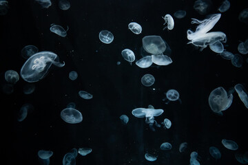 Jellyfish in the Osaka Aquarium Kaiyukan, Japan