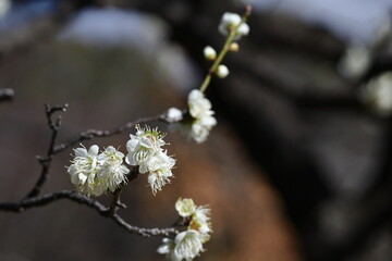 寒さに耐え気品よく咲く