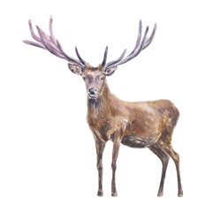 Deer with big antlers, male. Hand drawn watercolor illustration of forest animal isolated. Cards, books, posters, Nature and Wildlife Protection Day.